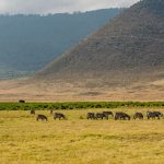 Safari en Tanzanie : découvrez la vallée du rift